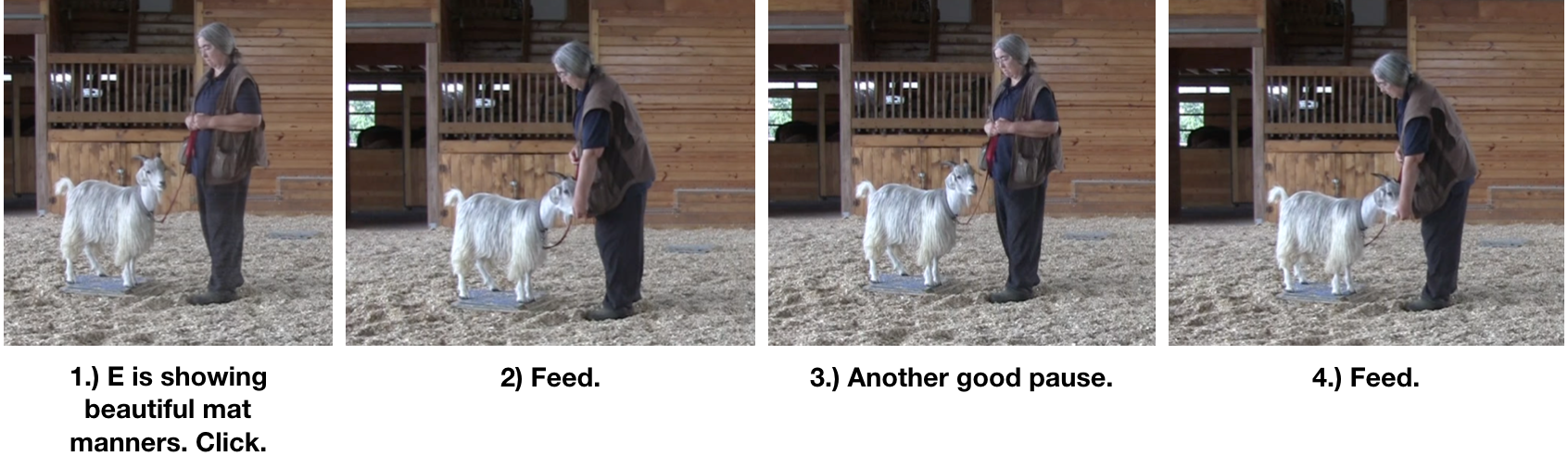 Goat diaries Day 12 e encounters mats 3.png