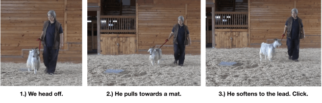 Goat diaries Day 12 e encounters mats 4.png