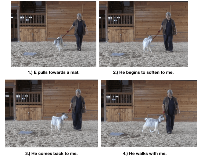 Goat diaries Day 12 e encounters mats 5.png