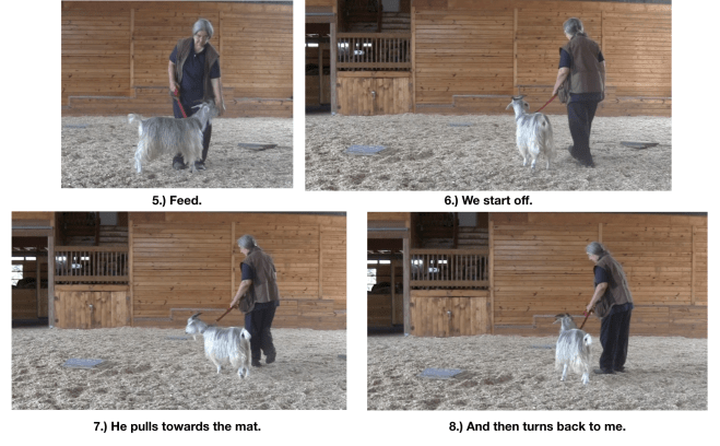 Goat diaries Day 12 e encounters mats 6.png