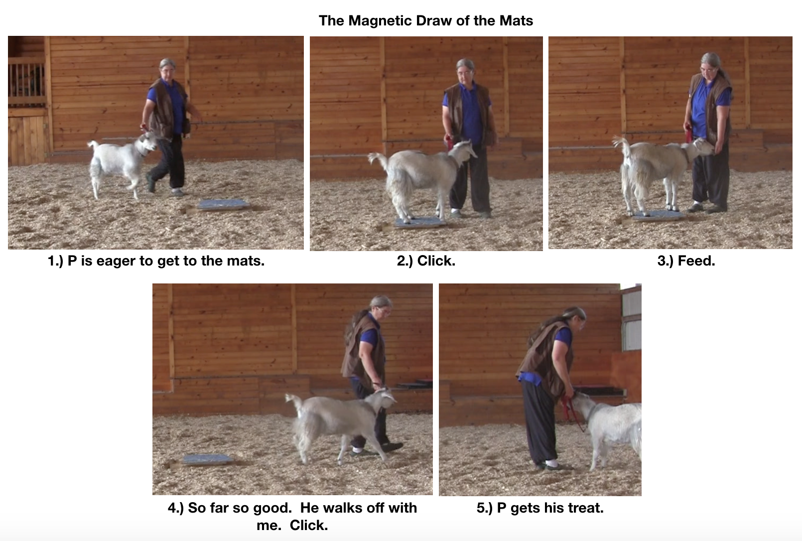 Goat diaries day 12 magnetic draw of mats 1.png