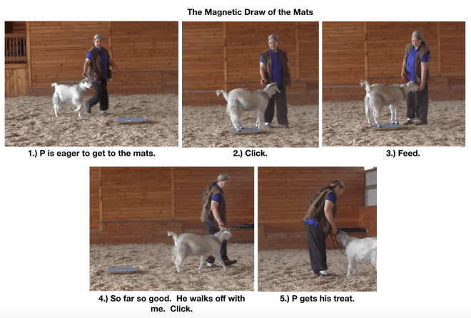 Goat diaries day 12 magnetic draw of mats 1.png