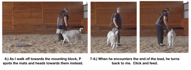 Goat diaries day 12 magnetic draw of mats 2.png