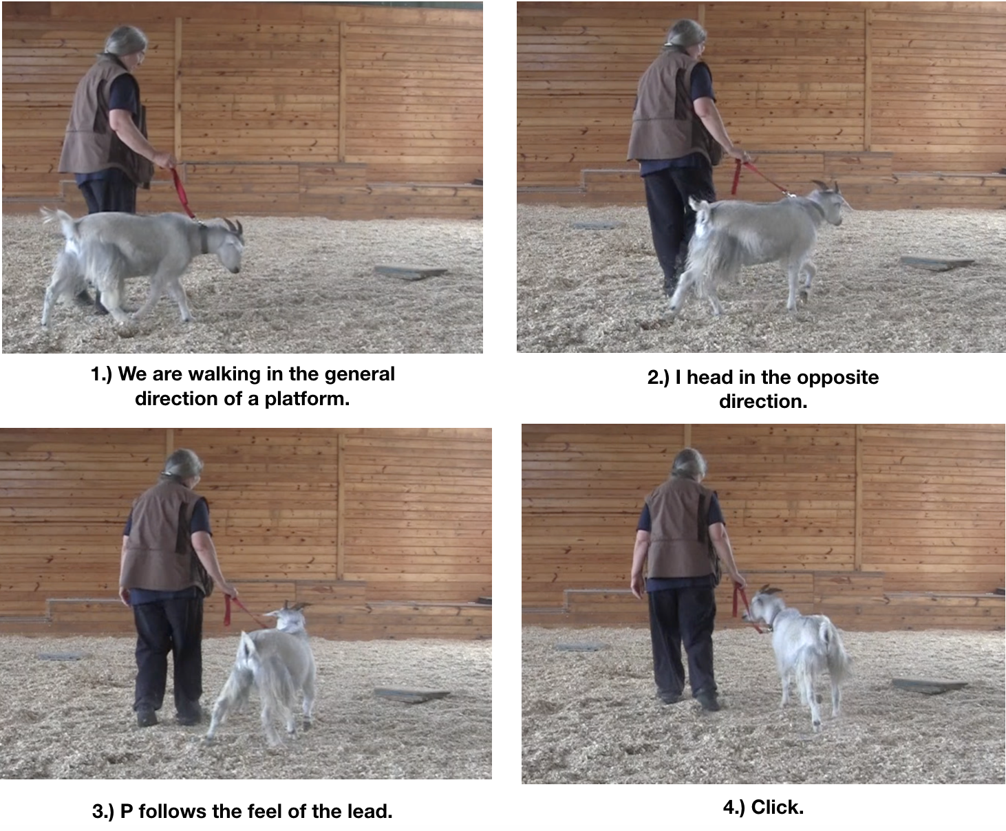 Goat diaries day 12 tractor beams 2.png