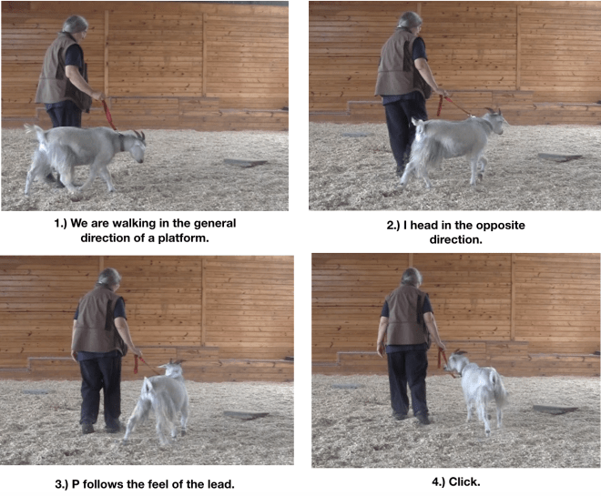 Goat diaries day 12 tractor beams 2.png