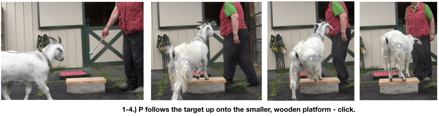 Goat diaries day 4 two platforms Pt 3  panels 1-4.png