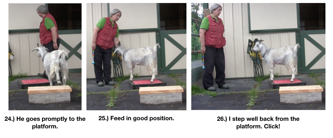 Goat diaries day 4 two platforms Pt 3  panels 24-26.png