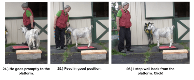 Goat diaries day 4 two platforms Pt 3  panels 24-26.png