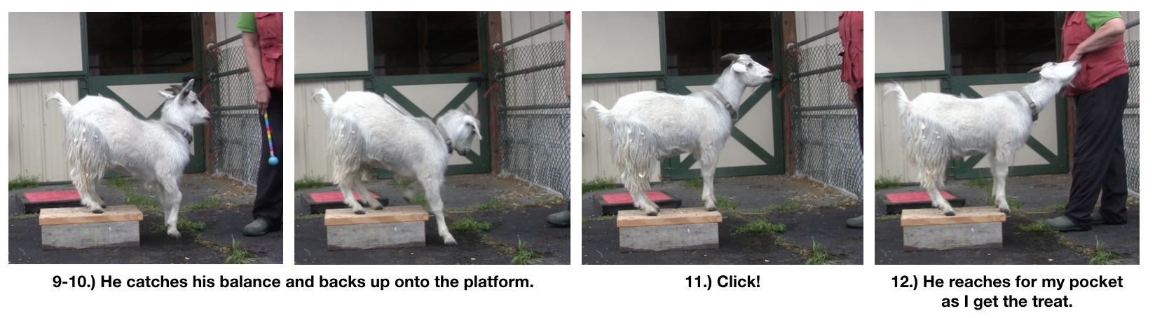 Goat diaries day 4 two platforms Pt 3  panels 9-12.png