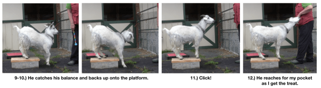 Goat diaries day 4 two platforms Pt 3  panels 9-12.png