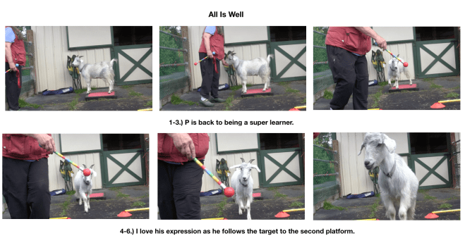 goat diaries day 5 all is well.png