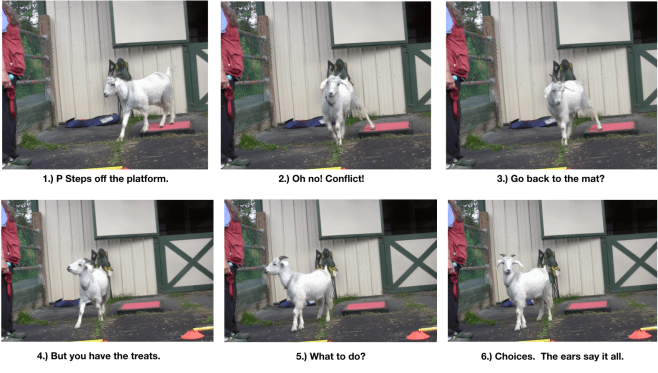 goat diaries day 5 panels 1-6 P excitement.png