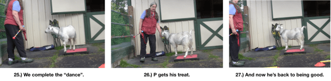 goat diaries day 5 panels 25-27 P excitement.png