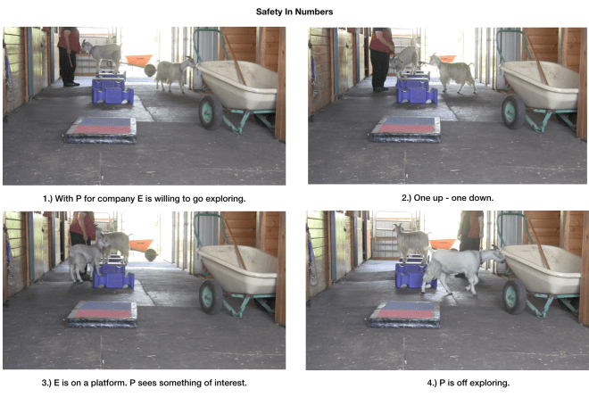 Goat diaries day 6 safety in numbers panel 1.png