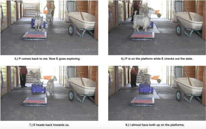 Goat diaries day 6 safety in numbers panel 2.png