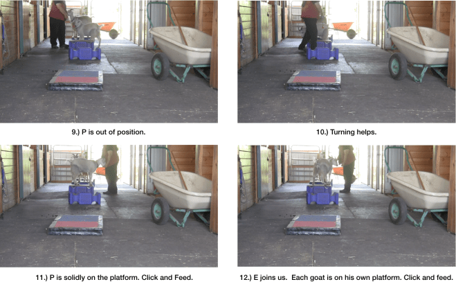 Goat diaries day 6 safety in numbers panel 3.png