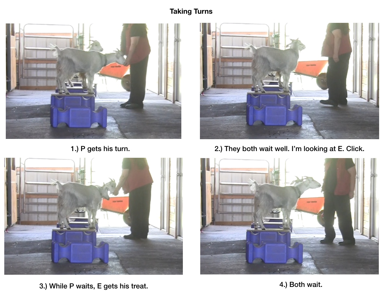 goat diaries day 6 taking turns panel 1.png