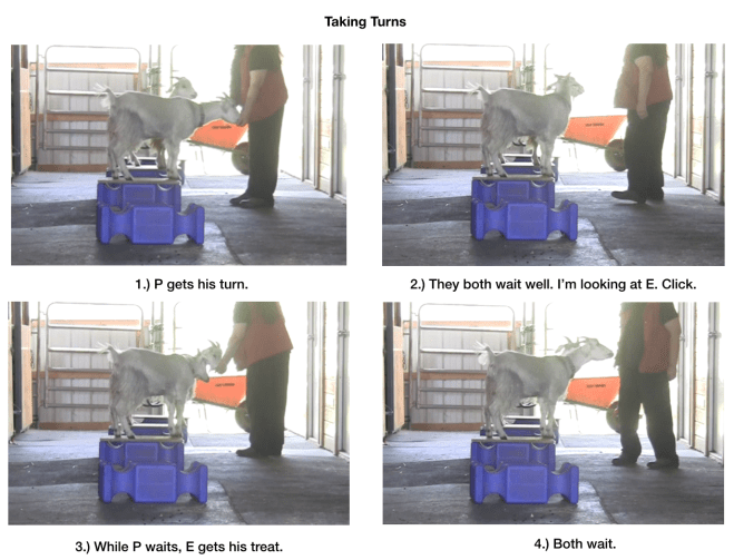 goat diaries day 6 taking turns panel 1.png