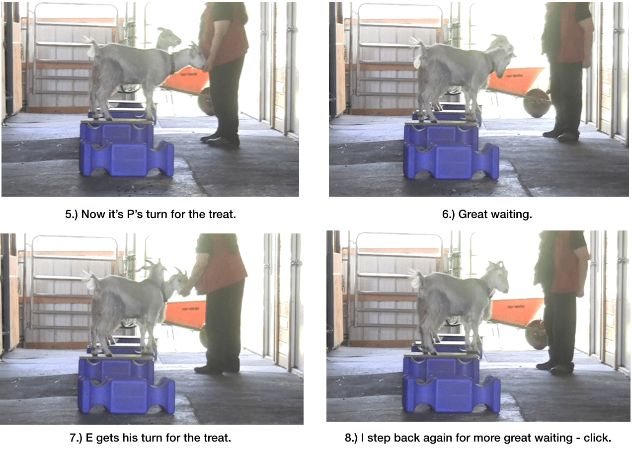 Goat diaries day 6 taking turns panel 2.png