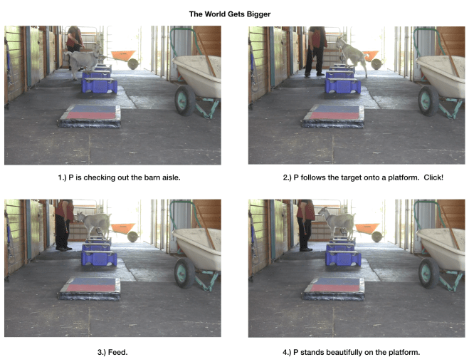 Goat diaries day 6 world gets bigger 1-4.png