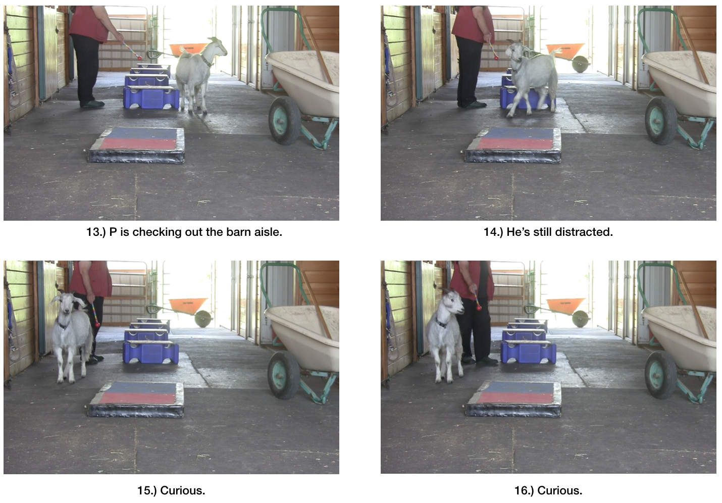 Goat diaries day 6 world gets bigger 13-16.png