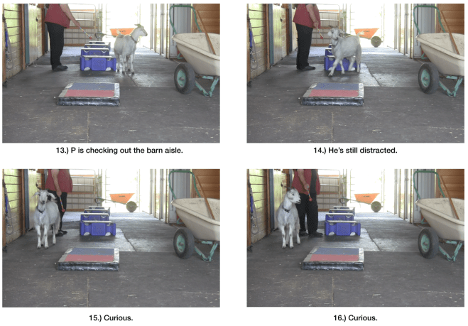 Goat diaries day 6 world gets bigger 13-16.png