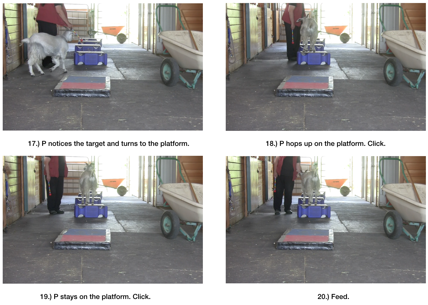 Goat diaries day 6 world gets bigger 17-20.png