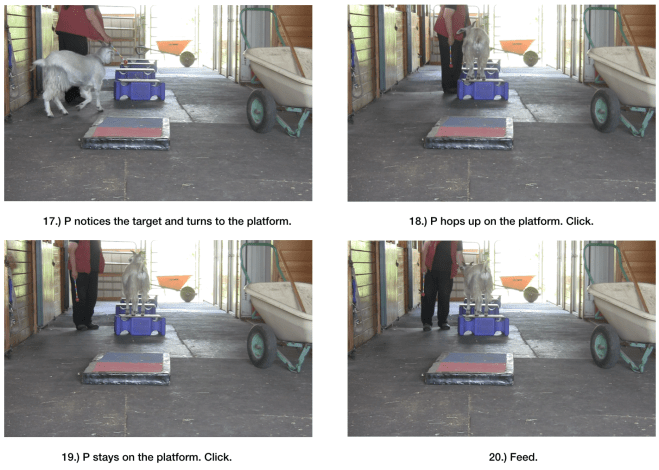 Goat diaries day 6 world gets bigger 17-20.png