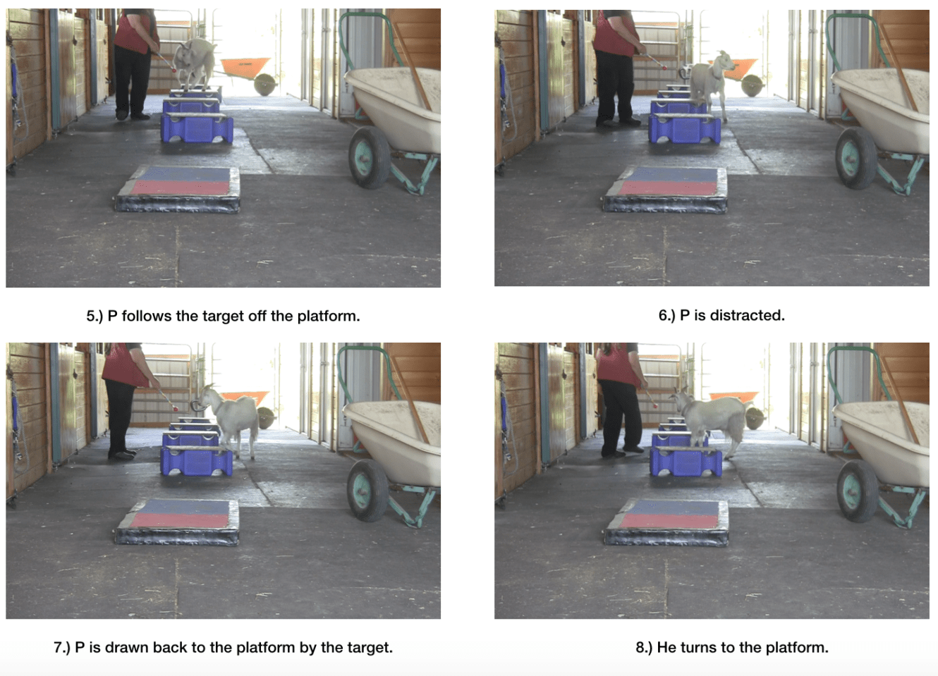 Goat diaries day 6 world gets bigger 5-8.png