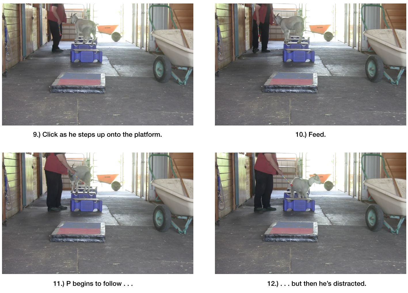 Goat diaries day 6 world gets bigger 9-12.png