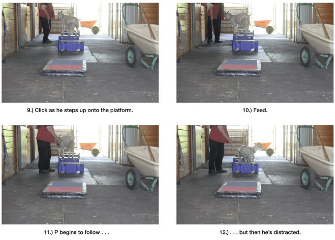 Goat diaries day 6 world gets bigger 9-12.png