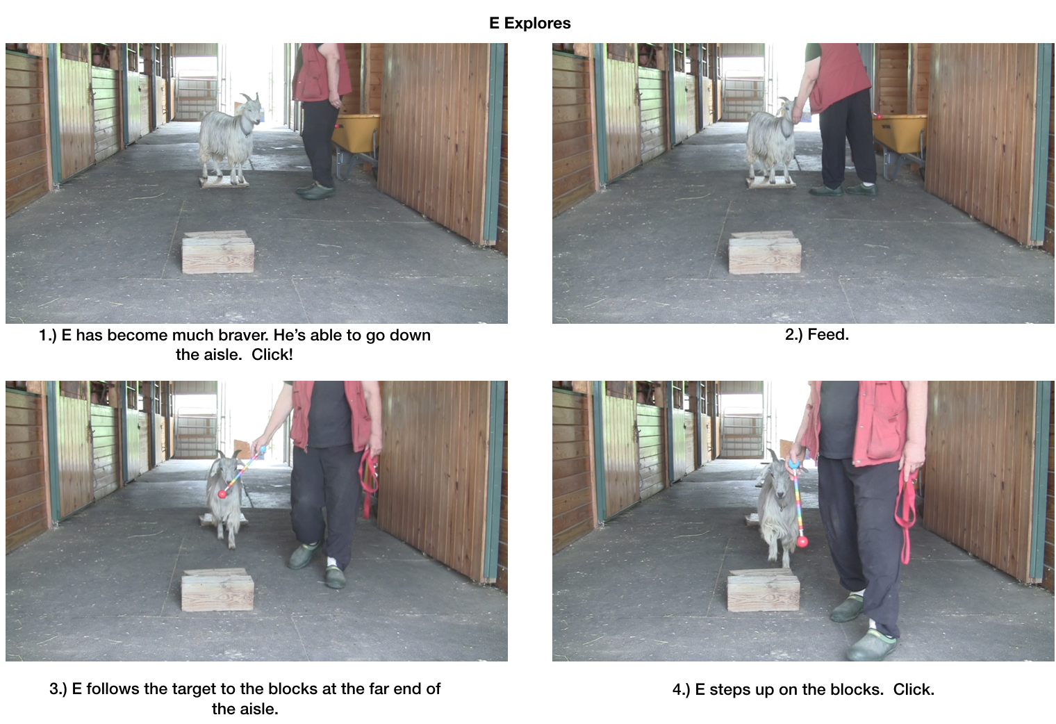 Goat diaries Day 7 E morning session panel 1.png