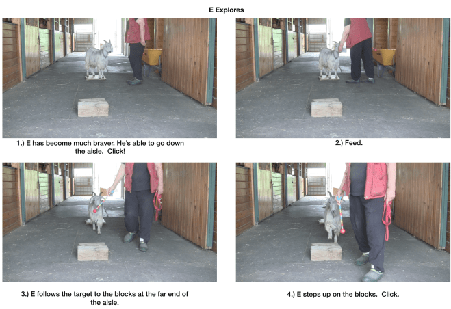 Goat diaries Day 7 E morning session panel 1.png