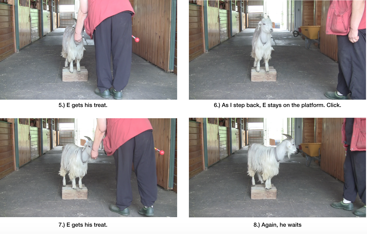 Goat diaries Day 7 E morning session panel 2.png