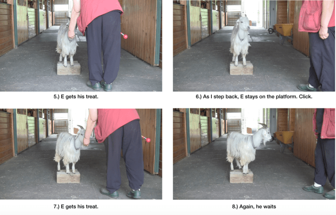 Goat diaries Day 7 E morning session panel 2.png