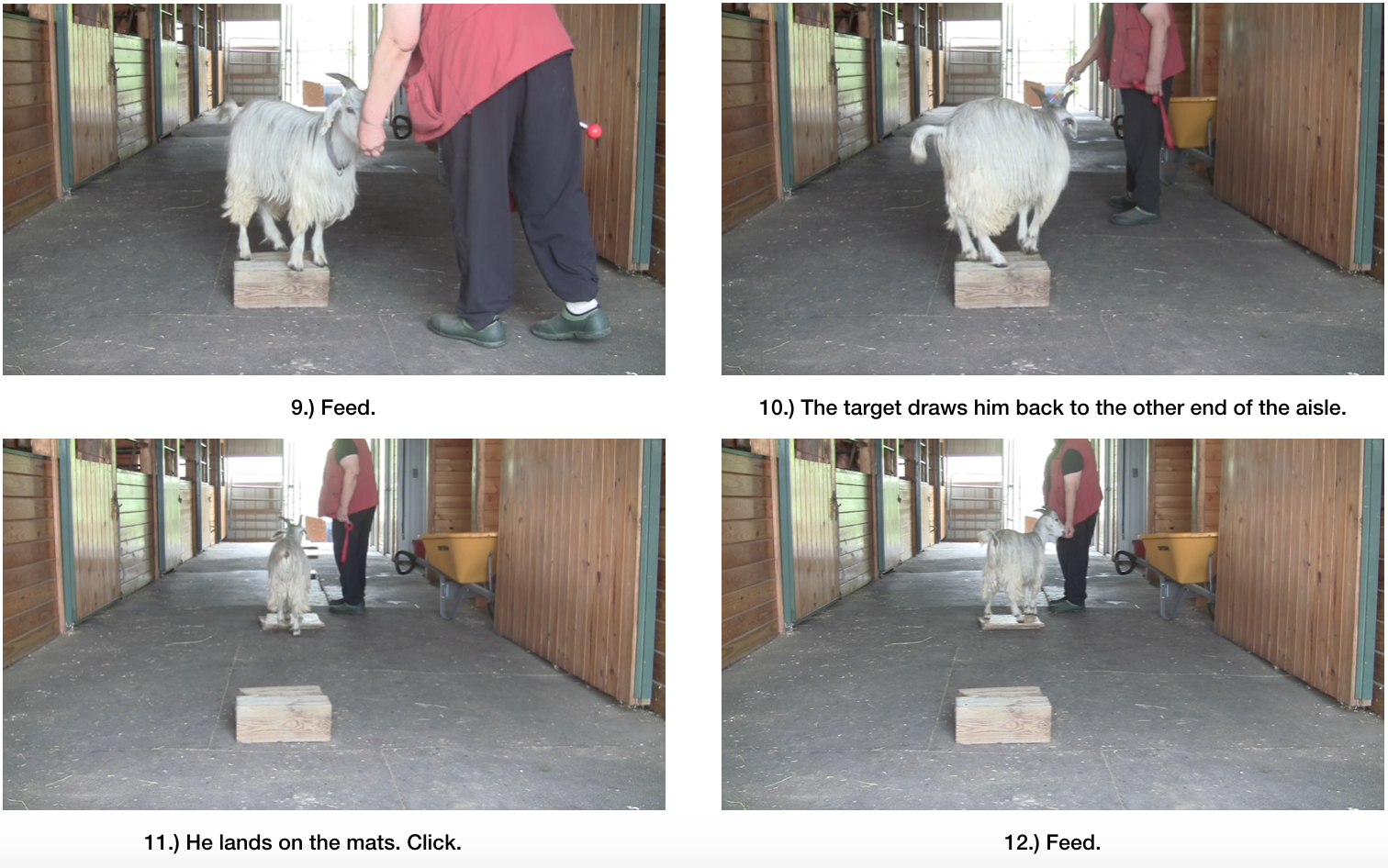 Goat diaries Day 7 E morning session panel 3.png