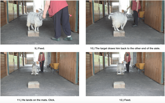 Goat diaries Day 7 E morning session panel 3.png