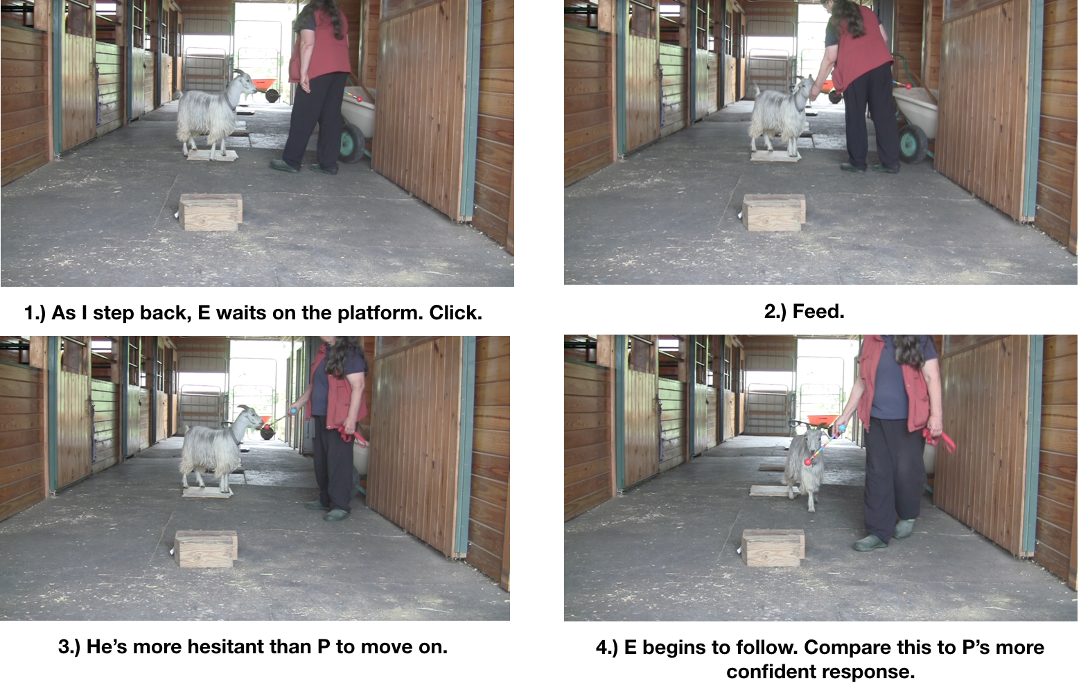 Goat diaries Day 7 E study of one panel 1.png