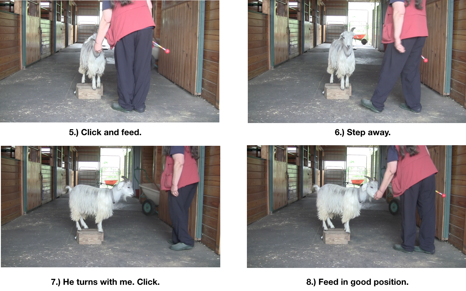 Goat diaries Day 7 E study of one panel 2.png