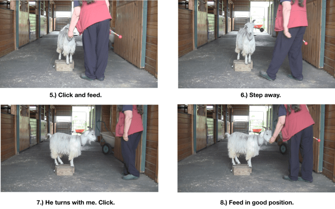 Goat diaries Day 7 E study of one panel 2.png