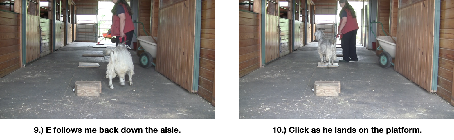 Goat diaries Day 7 E study of one panel 3.png