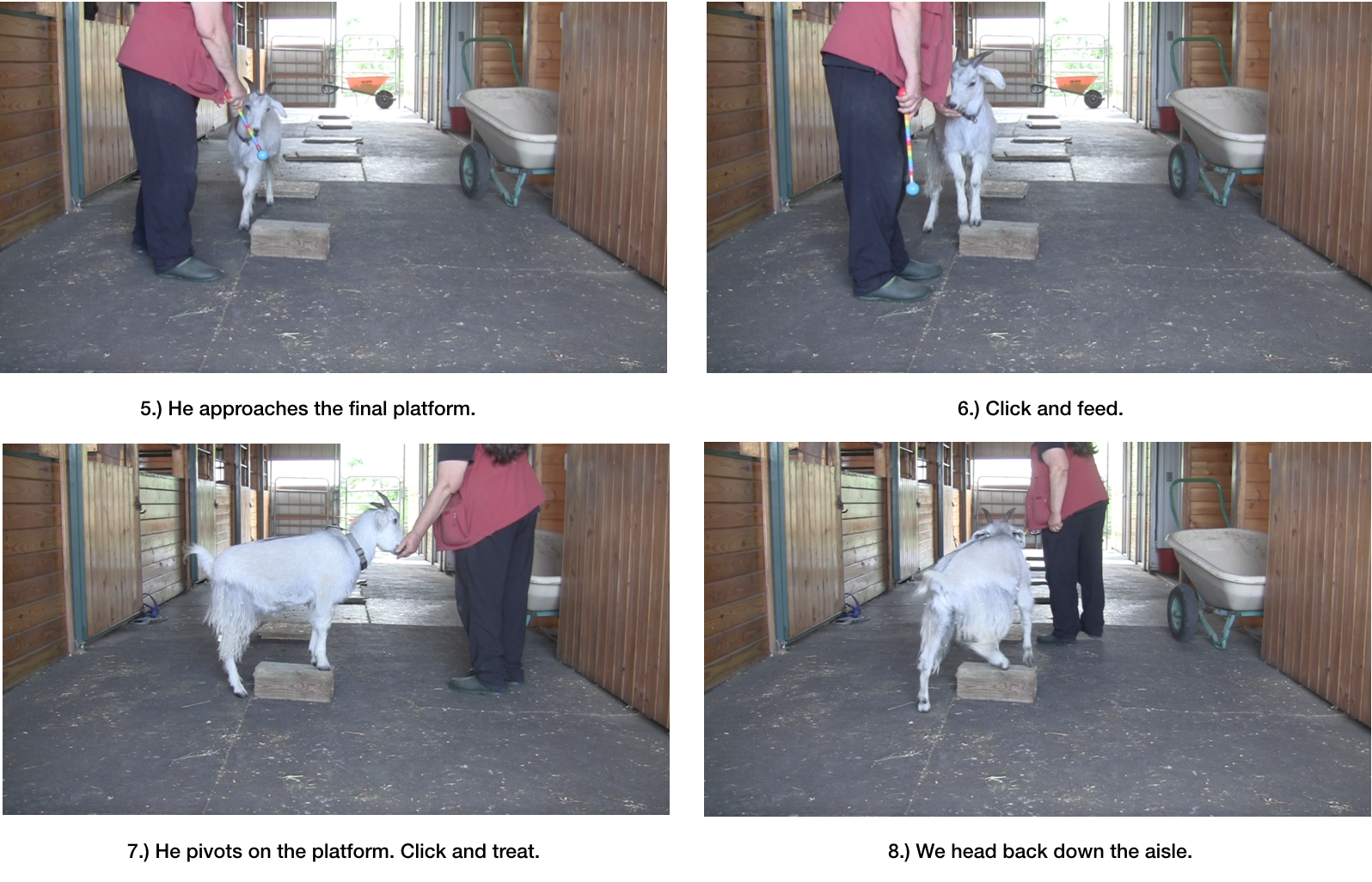 Goat Diaries day 7 P exploring panel 2.png