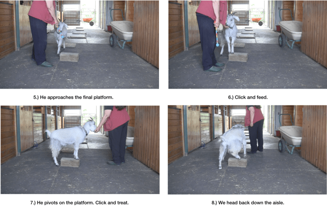 Goat Diaries day 7 P exploring panel 2.png