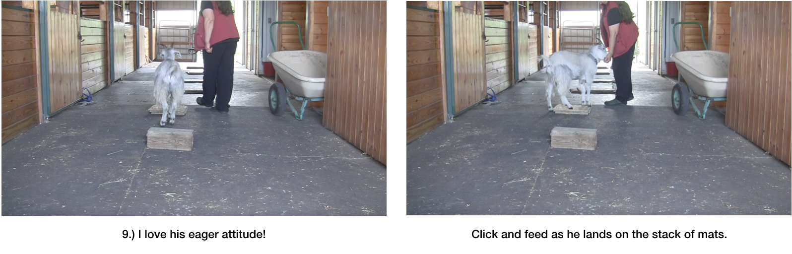 Goat Diaries day 7 P exploring panel 3.png