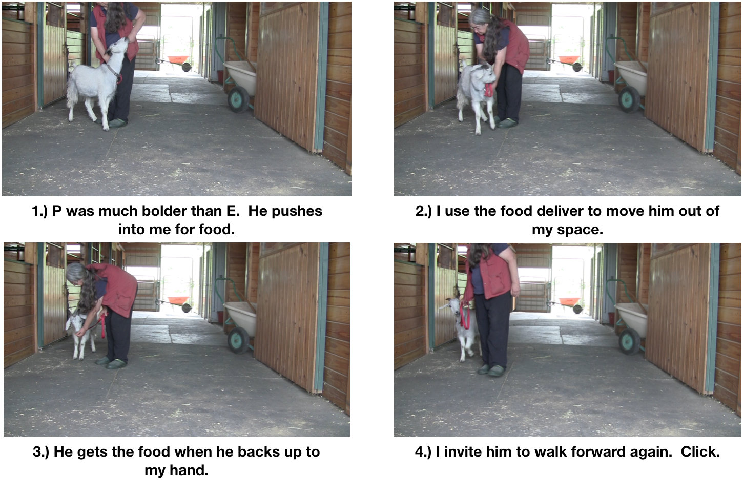 Goat Diaries day 7 P leads panel 1.png