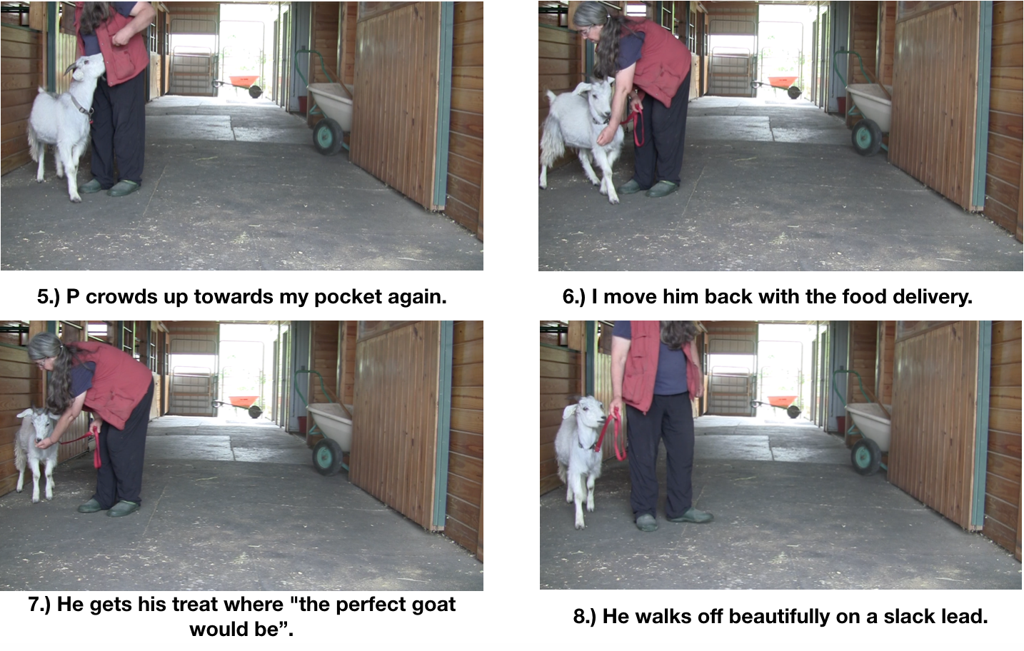 Goat Diaries day 7 P leads panel 2.png