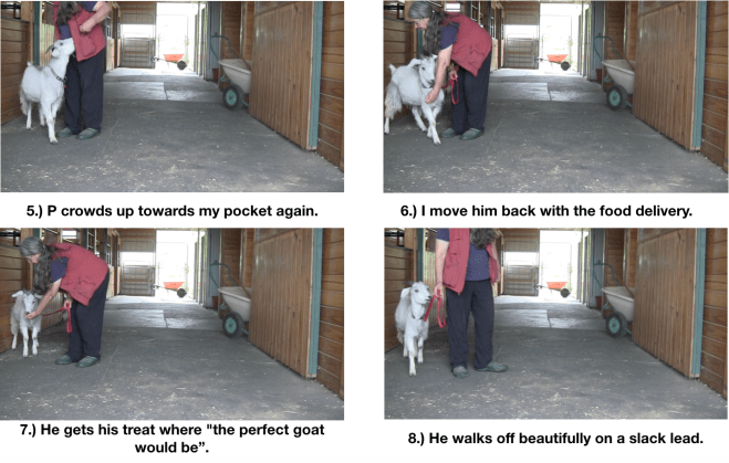Goat Diaries day 7 P leads panel 2.png