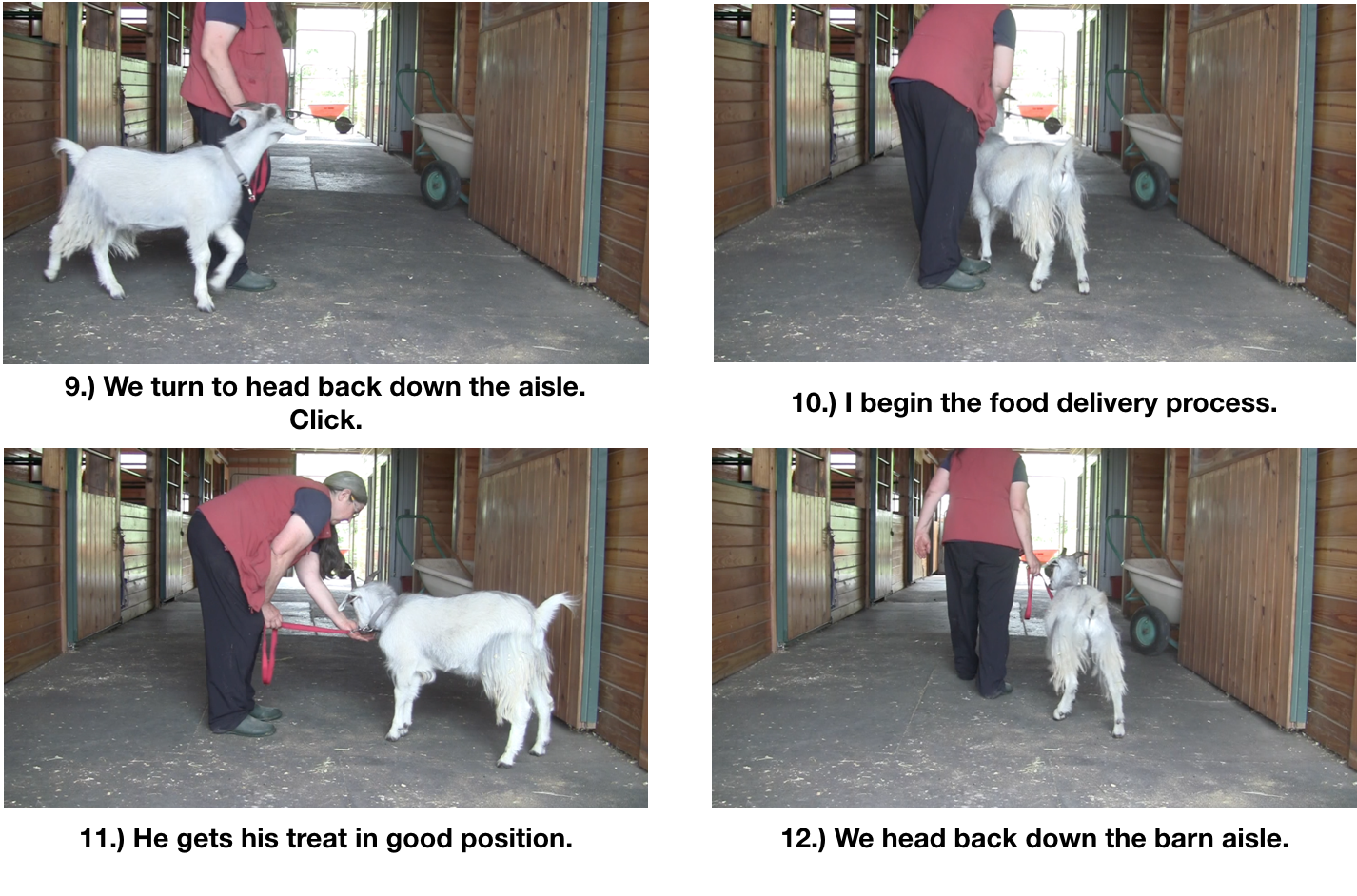 Goat Diaries day 7 P leads panel 3.png