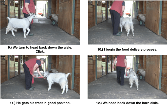 Goat Diaries day 7 P leads panel 3.png