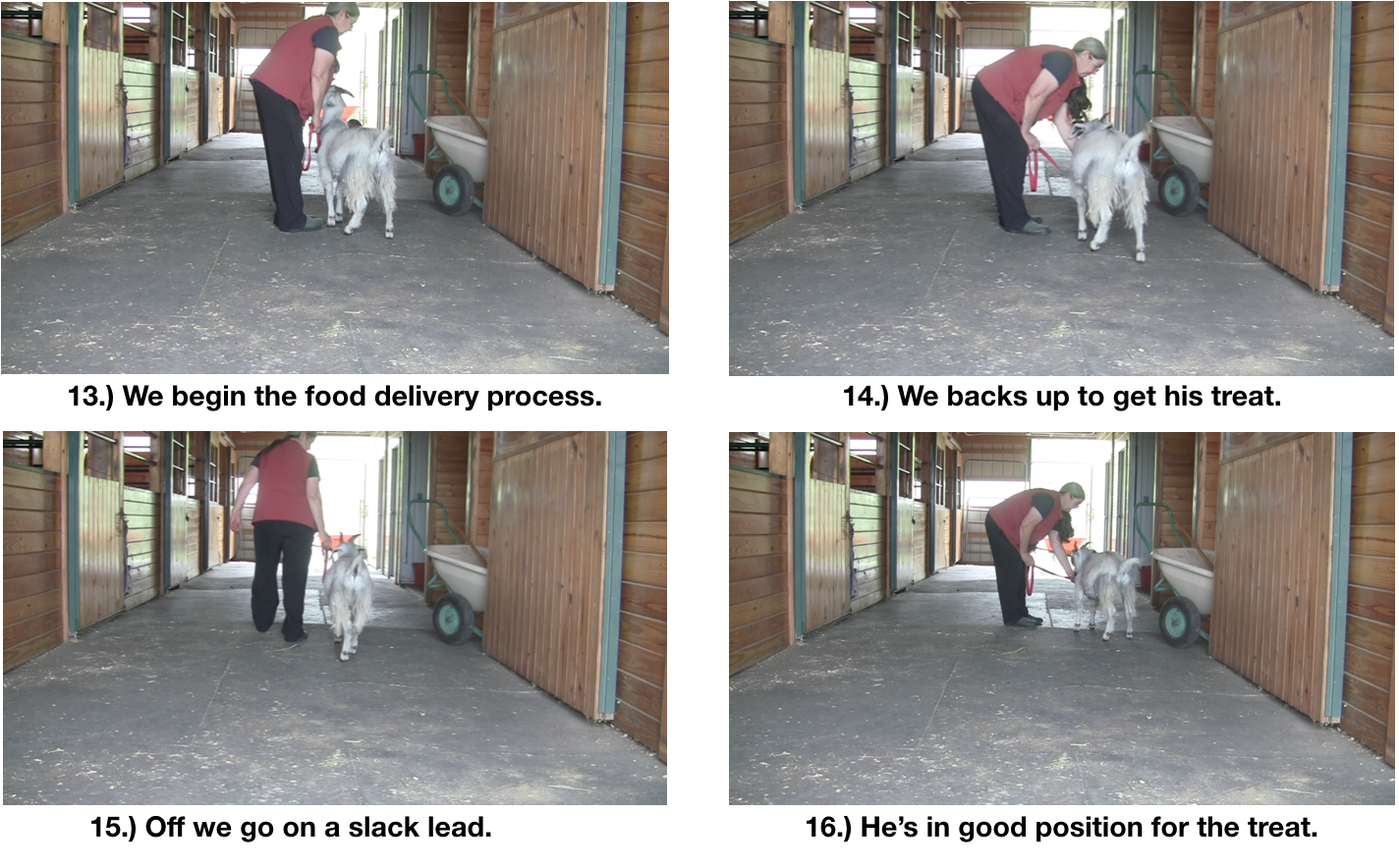 Goat Diaries day 7 P leads panel 4.png